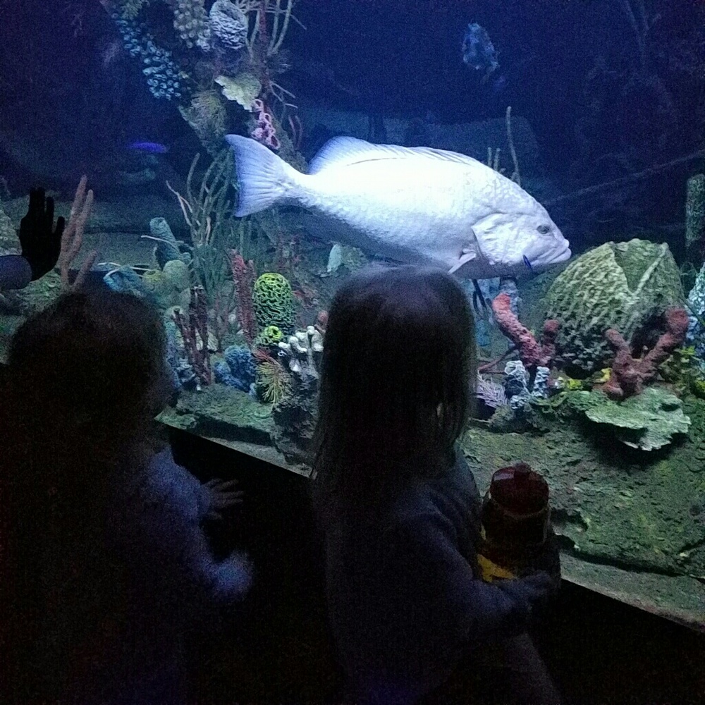 Meet your Posher, Carlee